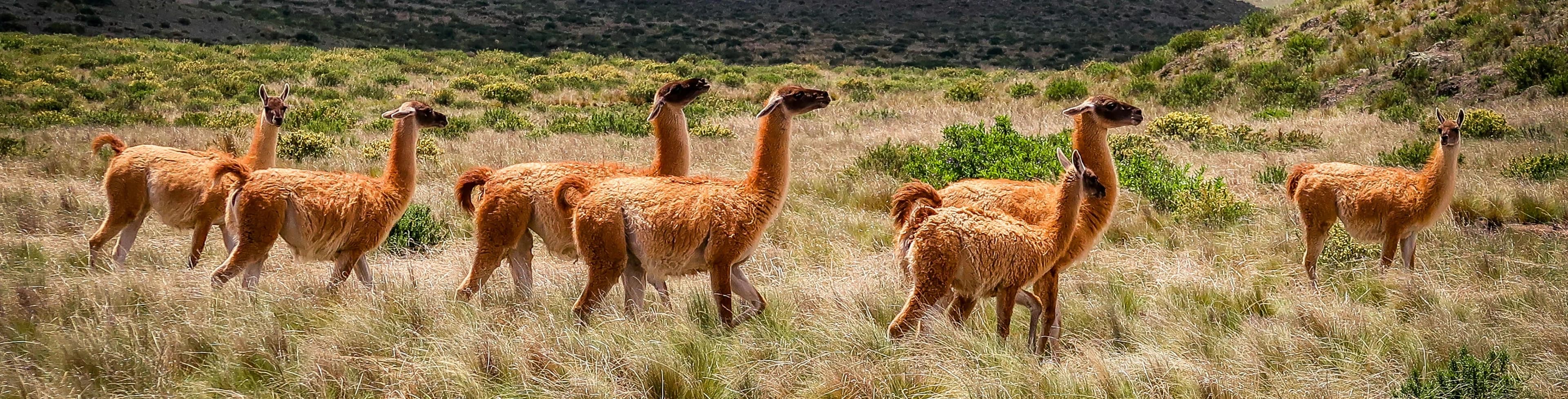 The Easiest Way to Run Llms Locally