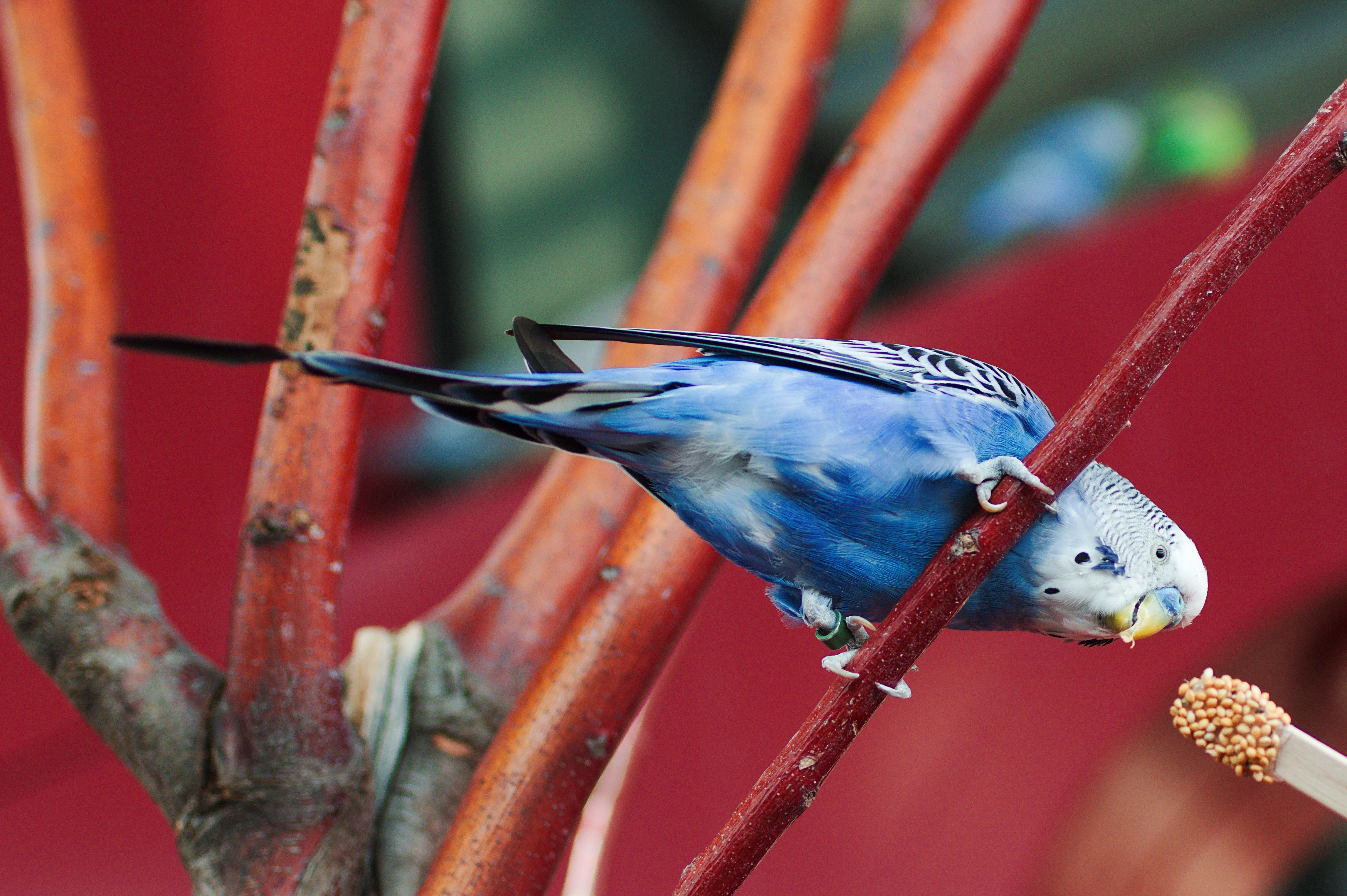 A photo taken by myself of a blue bird.