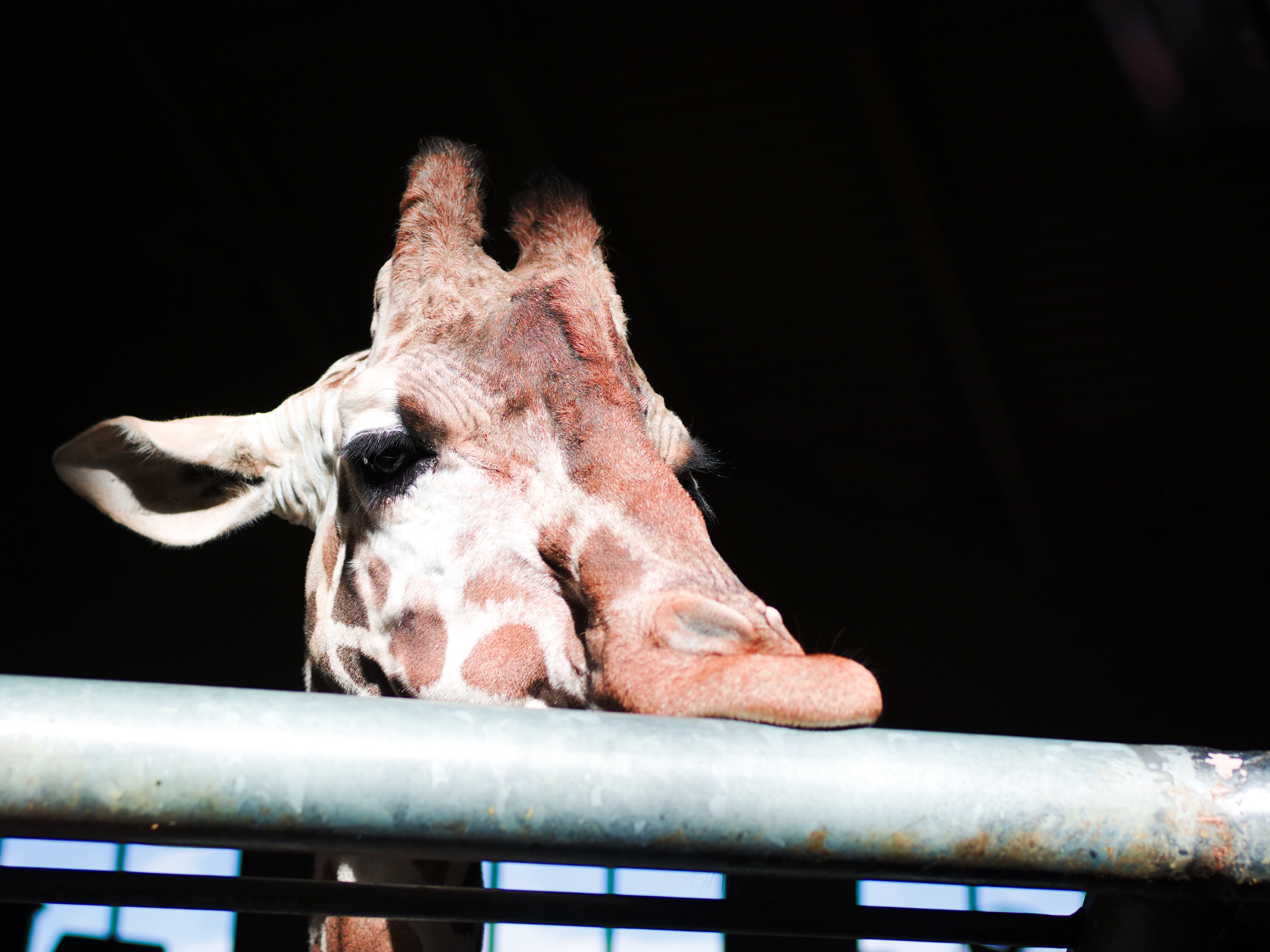 A photo taken by myself of a giraffe resting its head on a pole.