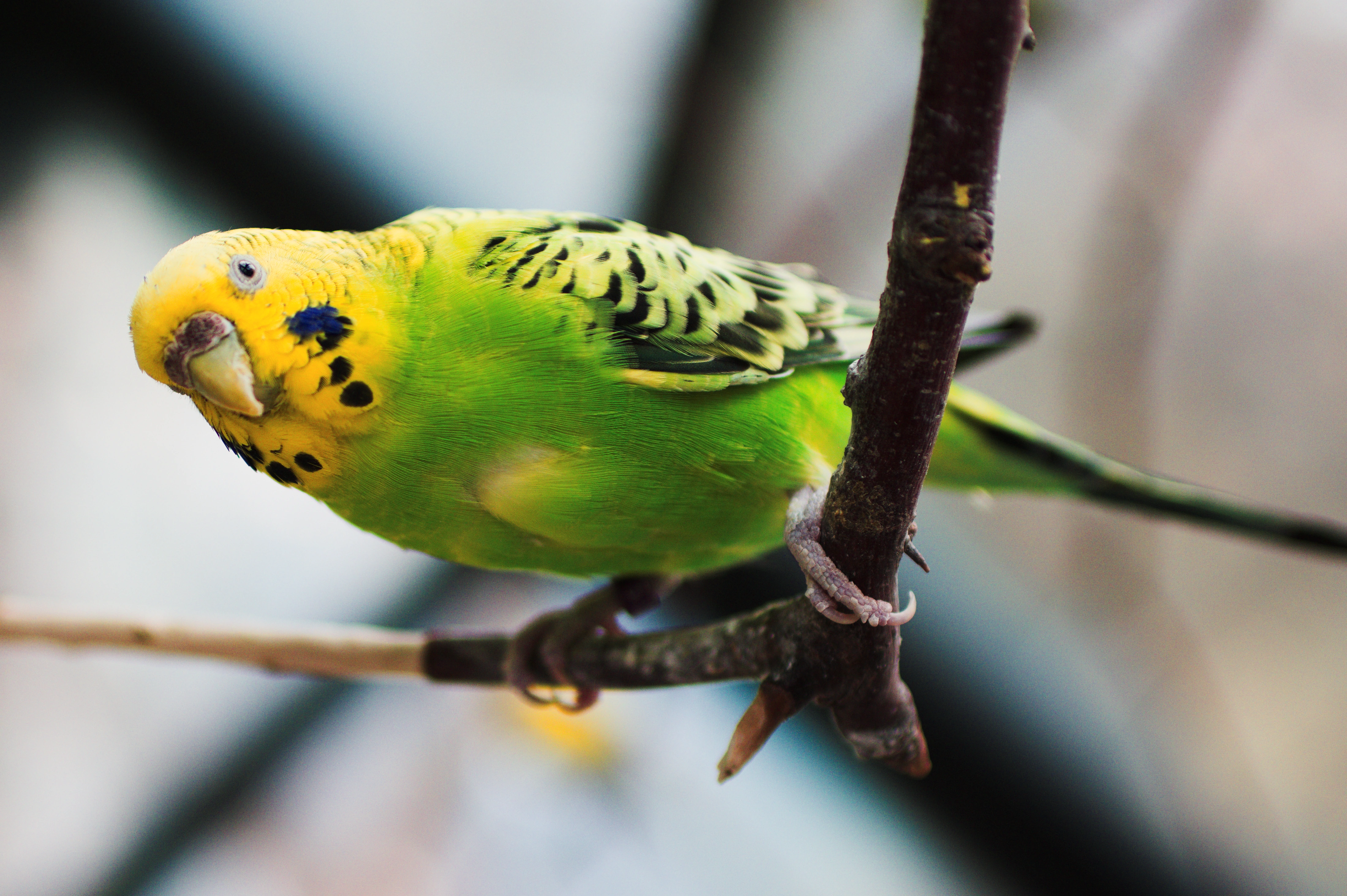A photo taken by myself of a green bird.