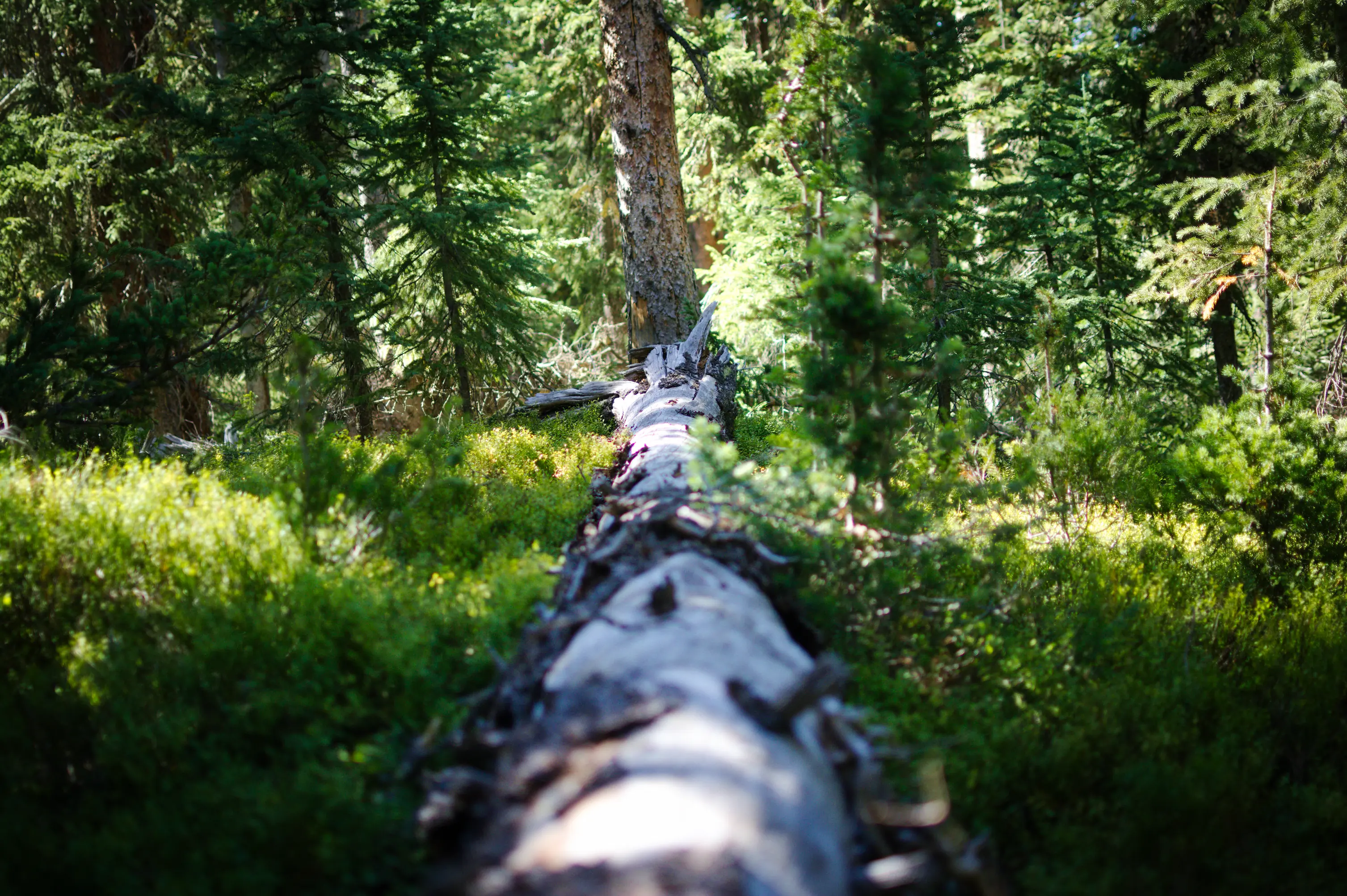 A log I found in the Indian Peaks Wilderness