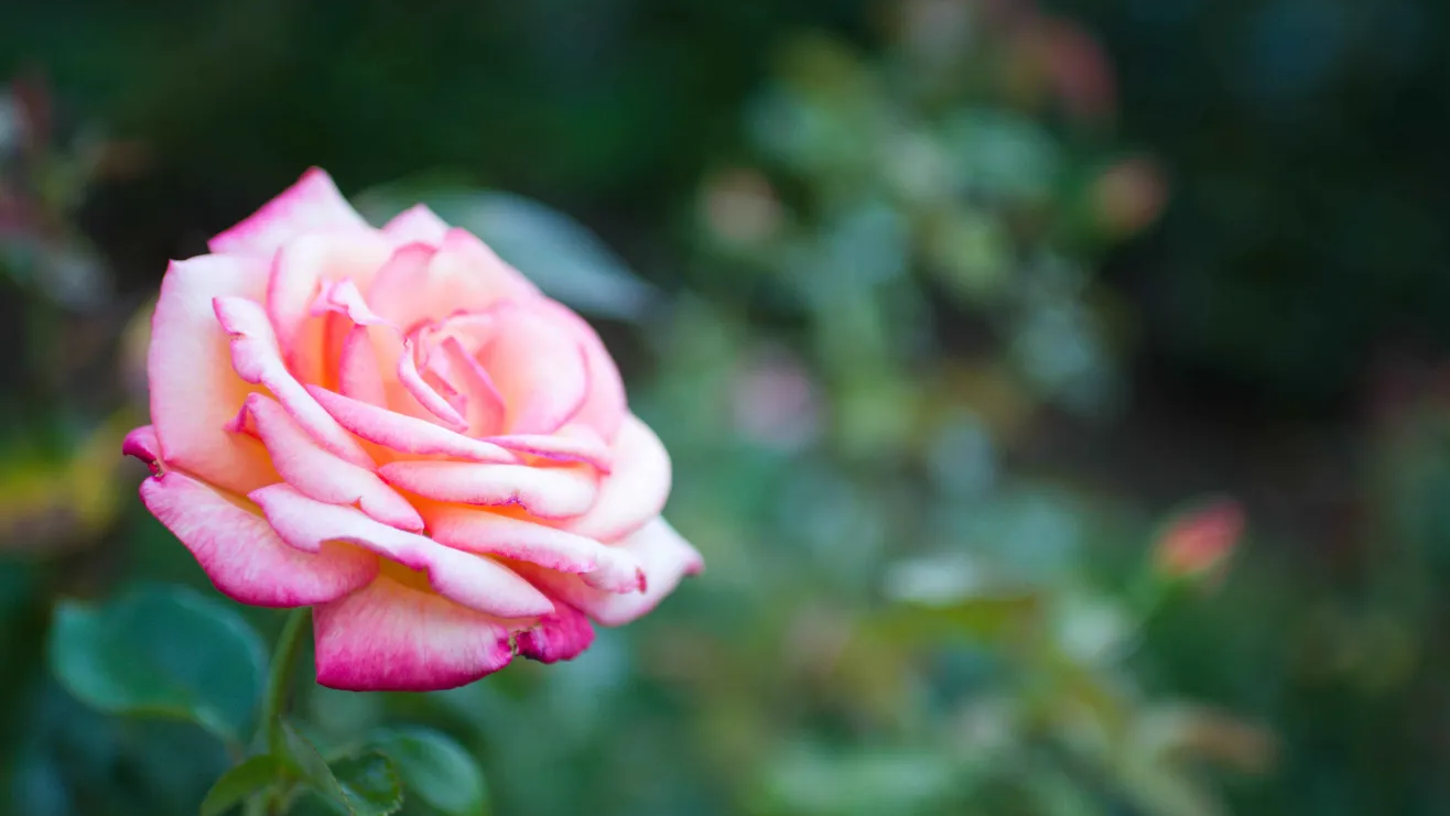 Portland Rose