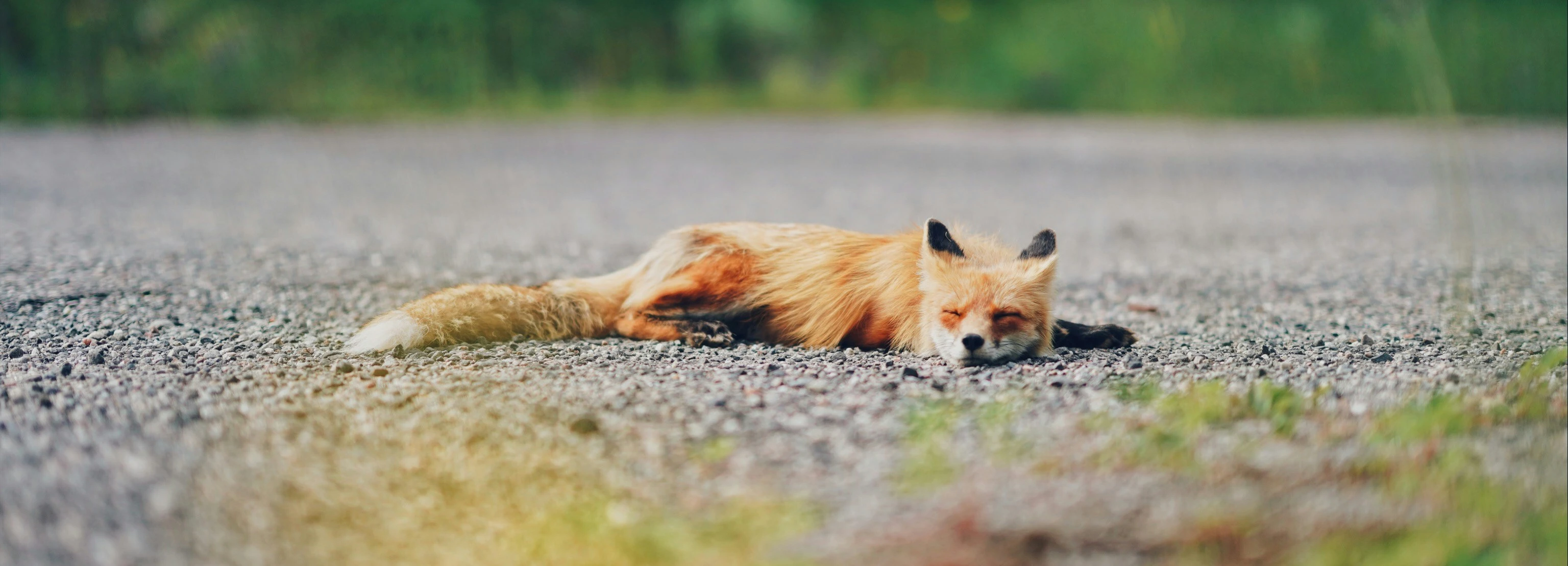 A fox sleeping on pavement